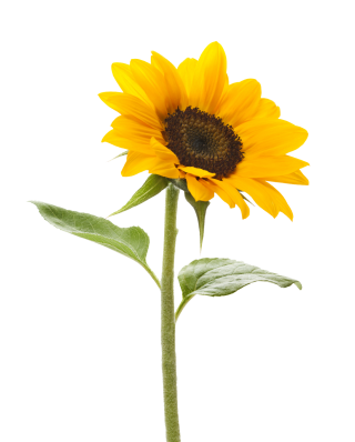 Sunflower with stem