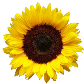 Floating sunflower